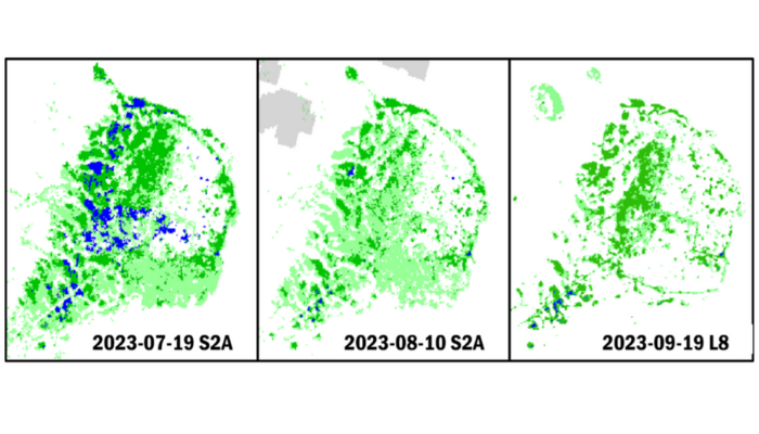Surface water extent data time series showing complex changes in marsh hydrology and vegetation. Two satellite system inputs are represented: ESA Sentinel-2A (S2A) and NASA Landsat 8 (L8). Blues: Open Water; Greens: Partial Surface Water: Grey: Clouds. 