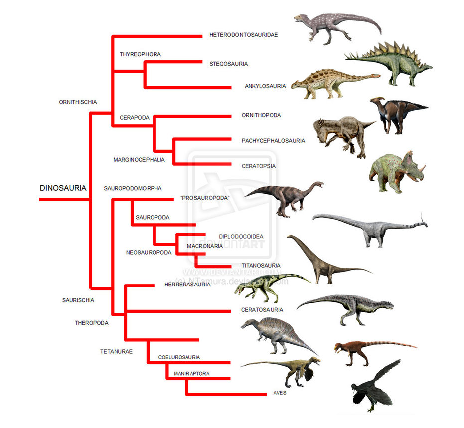 dinosaur_phylogeny_by_ntamura-d5m4va7.jpg