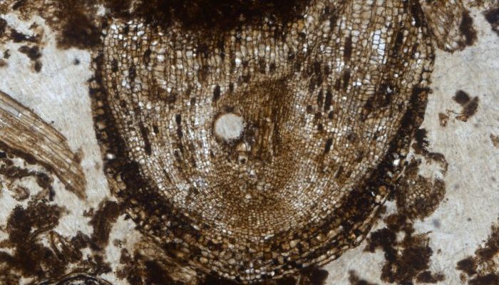 Coffee break biogeosciences–The oldest known fossilized active root meristem