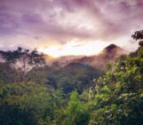 Why did the Amazon forest become a CO2 source in 2023?