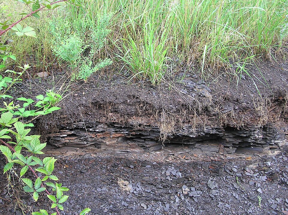 A paper that shaped my career – Tim Eglinton on Hayes et al., 1990 | EGU Biogeosciences Division