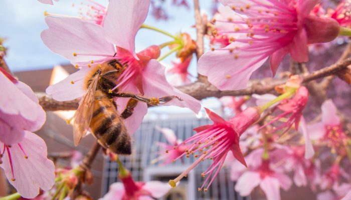 Coffee break biogeosciences–Urban bees found to feed on flowers