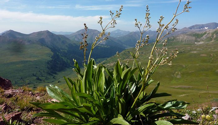 Coffee break biogeosciences – climate change affects mountain plant’s sex ratios