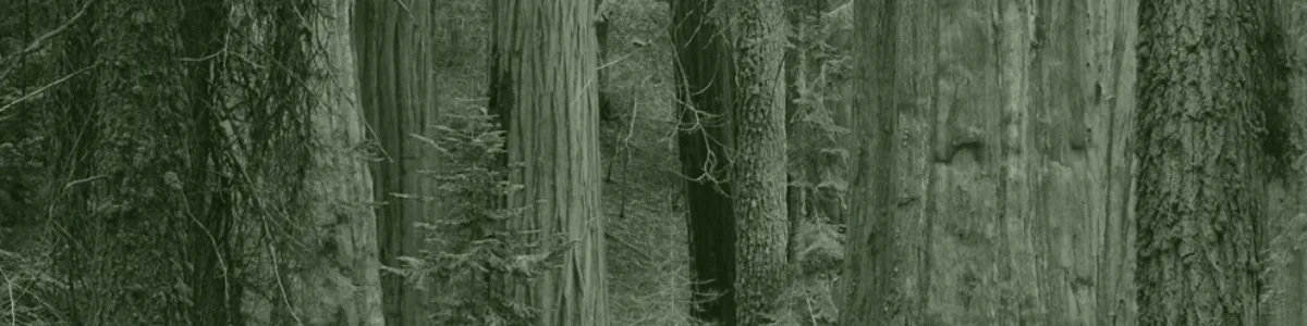 Tinted detail of a photo: Forest of giant sequoias with massive, deeply furrowed orange-red trunks, among them thinner moss-covered grey trunks and young green conifers.