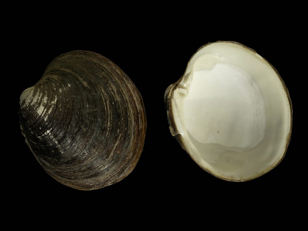 Coffee break biogeosciences–high resolution δ18O record from bivalves