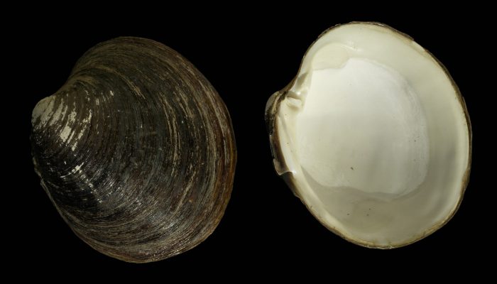 Coffee break biogeosciences–high resolution δ18O record from bivalves