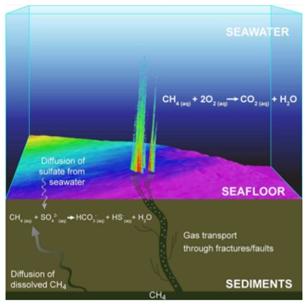 Understanding the role of microbes in cold seep habitats