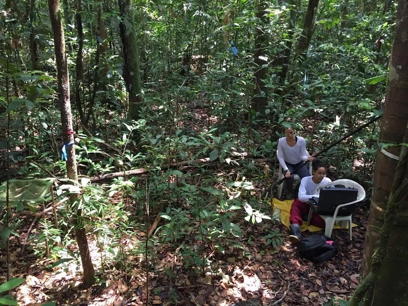 The hidden importance of Amazon forests