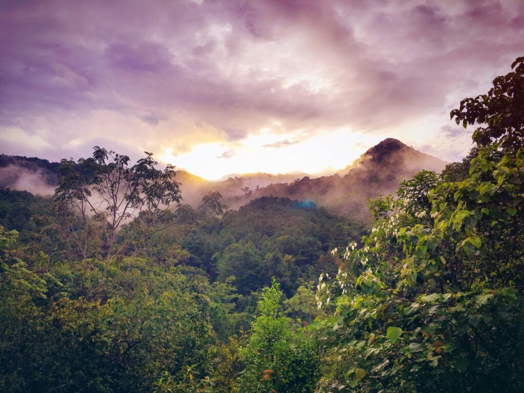Why did the Amazon forest become a CO2 source in 2023?