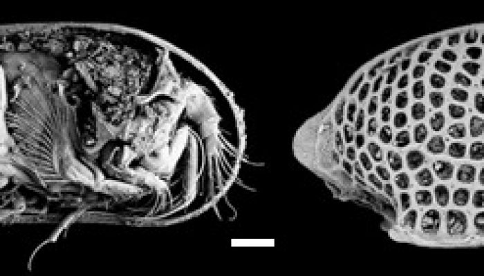 Ostracods, the sentinels of past oceanic circulation