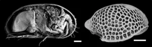 Ostracods, the sentinels of past oceanic circulation