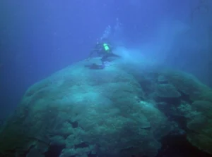 Corals, the thermometers of the past!