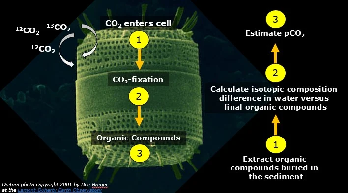Decomposing algae have not said their last word yet!