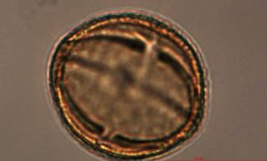 Pollen, more than forests’ story-tellers