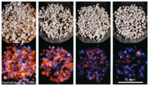 How glowing sediment can help to decipher the Earth’s past climate !