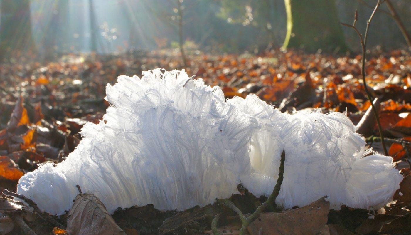 Cryospheric Sciences Image of the Week Mushrooms at zero degrees