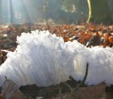 Image of the Week – Mushrooms at zero degrees = hair ice?!