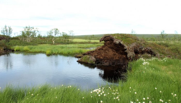 Image of the Week – Permafrost features disappearing from subarctic peatlands