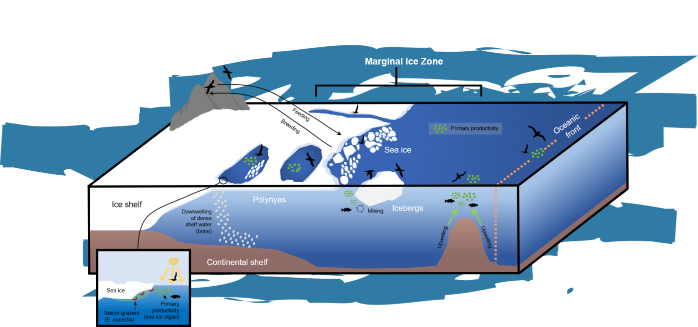 Cryospheric Sciences Life on the (Ice) Edge Antarctic Seabirds and