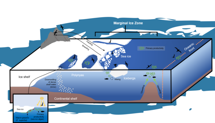 Life on the (Ice) Edge: Antarctic Seabirds and Sea Ice