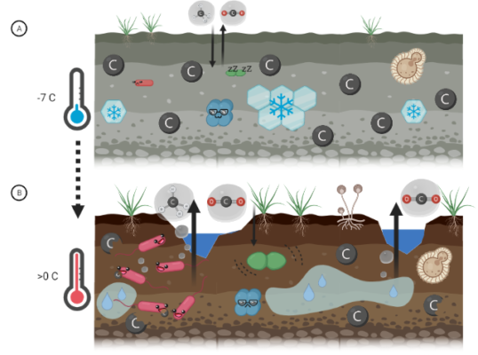 It’s getting hot in here: Ancient microbes in thawing permafrost