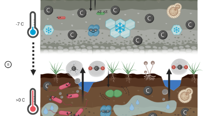 It’s getting hot in here: Ancient microbes in thawing permafrost