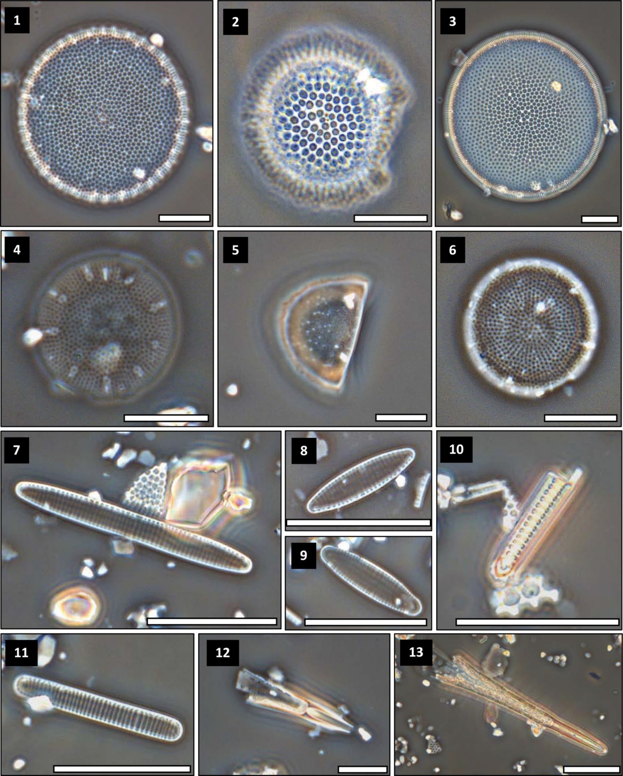 Microscopic photographs of different phytoplankton species.