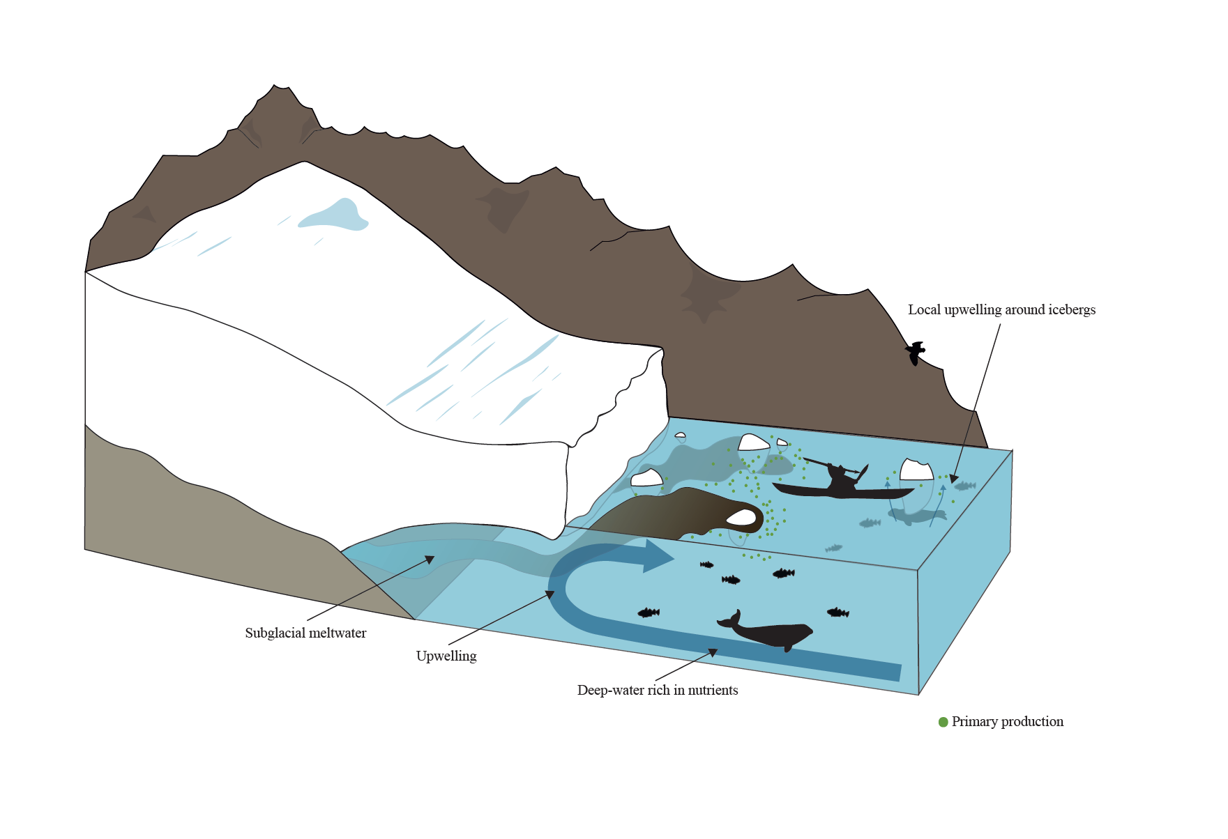 Schematic of a glacier terminating into a fjord. Its subglacial water causes upwelling, which stimulates the growth of primary producers and the remaining foodweb.