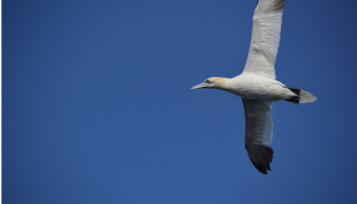 Image of the week – Birds in the Arctic