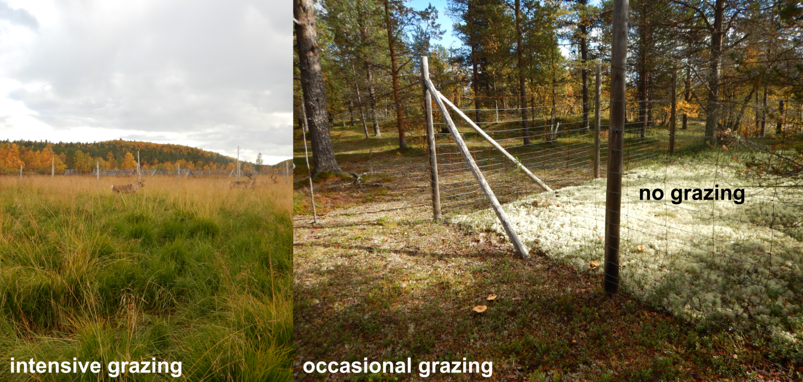 Two photos showing lush vegetation where intensive grazing took place and a grazing exclosure on the other photo, with seemingly browner ground where grazing was possible.