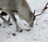 Photo of a reindeer looking for food on the snow.
