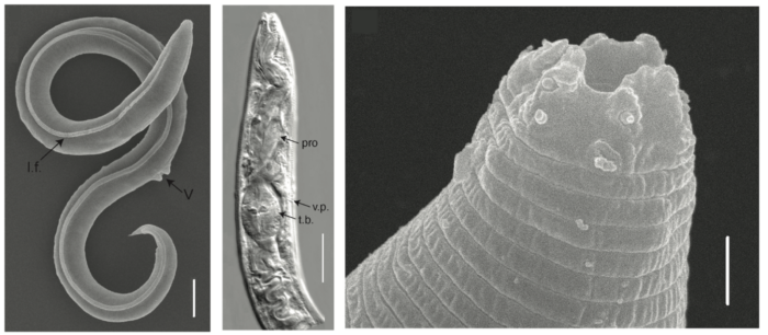 Did you know… about worms surviving in permafrost for at least 46000 years?