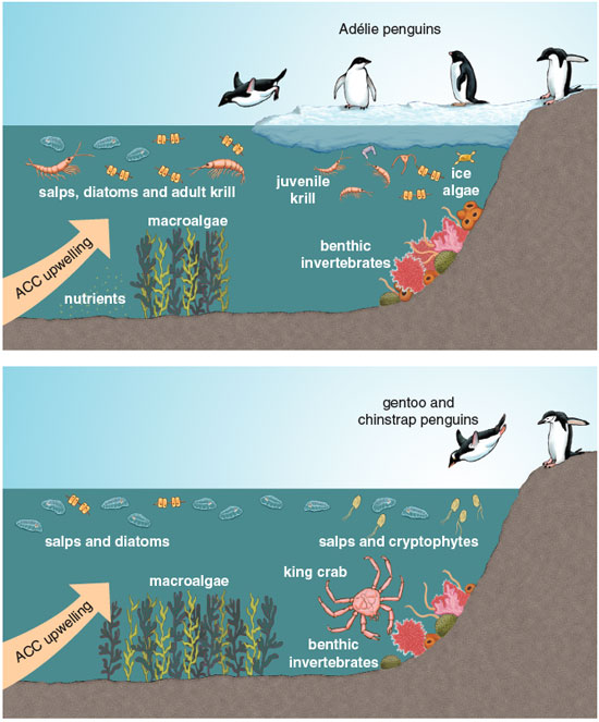 Two schemes of ecological succession based on penguins on Antarctica.