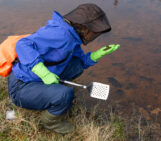 A person is kneeling down at a brown pond, all covered in mosquito net, waterproof gear, kitchen gloves and a pancake flipping spatula.