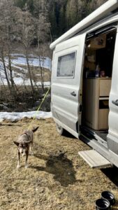 dog relaxes, tied to camper van in the sun