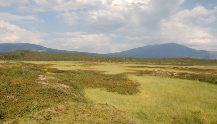 Climatic drivers of permafrost mounds in North American peatlands