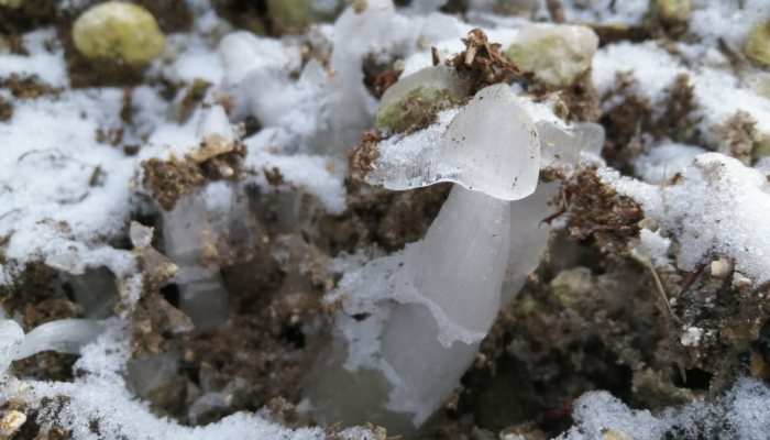 Image of the Week – The mystery of the ice mushrooms