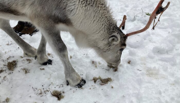 Photo of a reindeer looking for food on the snow.