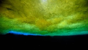 Image of the Week: Under the Sea