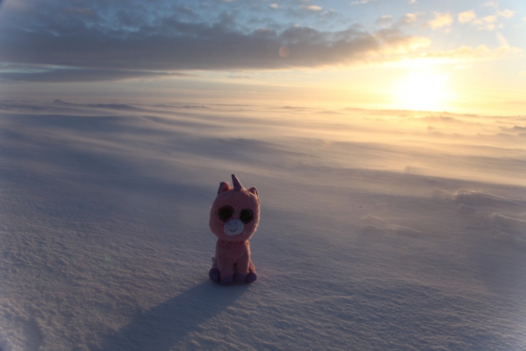 Image of the Week — Happy New Year