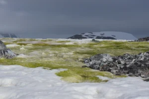 Image of the Week – Fifty shades of snow