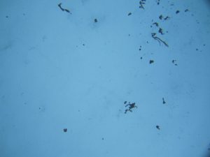 Image of the Week – ROVing in the deep…