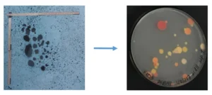 Image of the Week – Cure from the Cold?