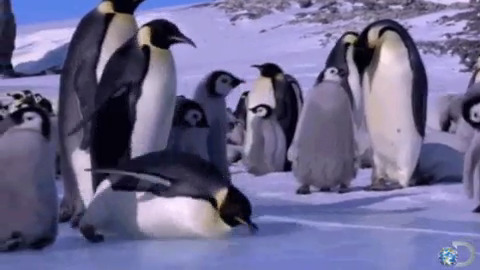 Image of the Week – Why is ice so slippery?