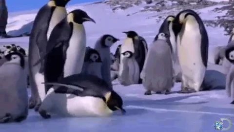 Image of the Week – Why is ice so slippery?