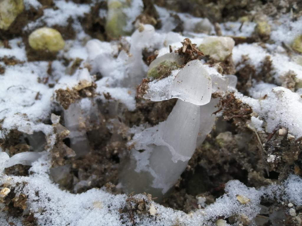 Image of the Week – The mystery of the ice mushrooms