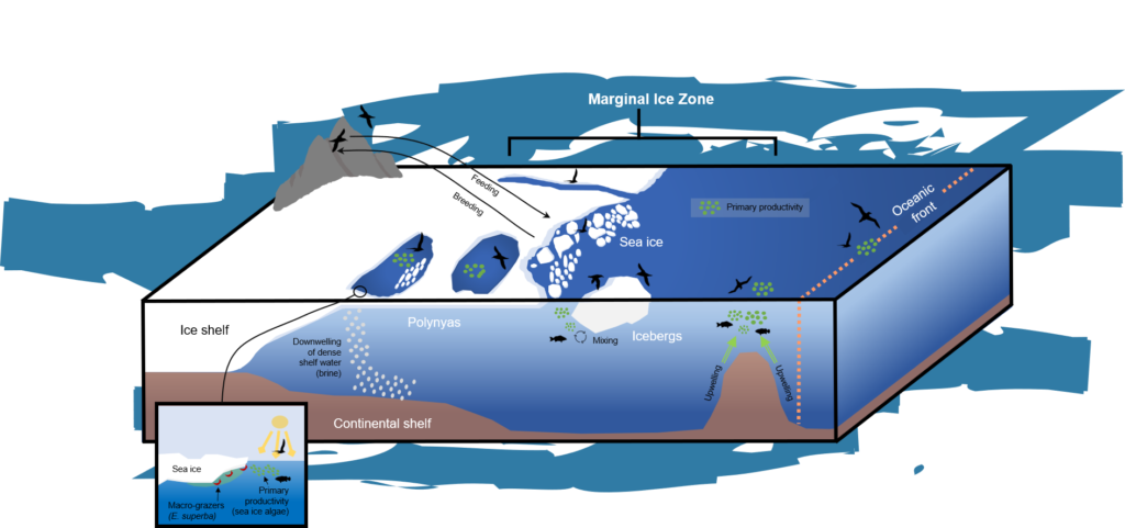 Life on the (Ice) Edge: Antarctic Seabirds and Sea Ice
