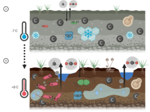 It’s getting hot in here: Ancient microbes in thawing permafrost