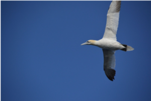 Image of the week – Birds in the Arctic