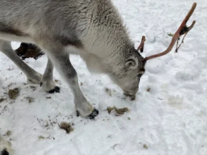 Photo of a reindeer looking for food on the snow.